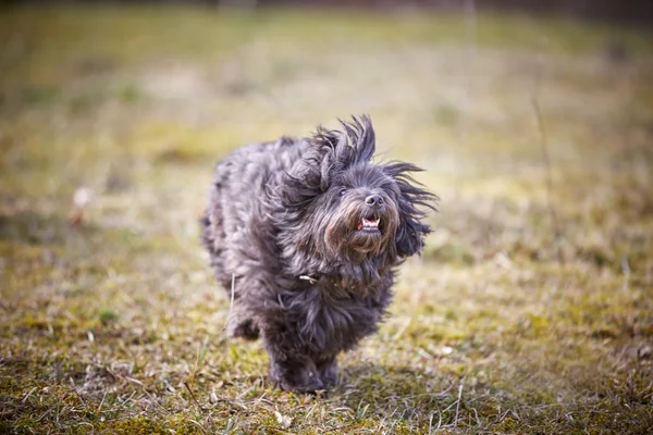 Havanese dog running on the grass — Stock Photo, Image