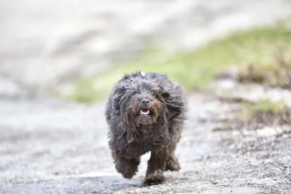 路上を走っている havanese 犬 — ストック写真