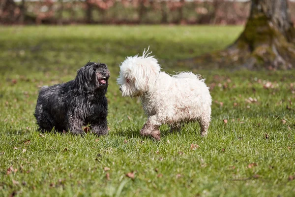 Parkta oynayan iki havanese köpek