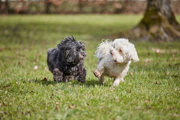 Parkta oynayan iki havanese köpek
