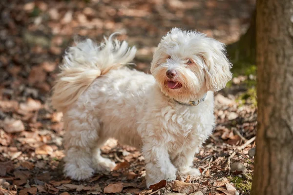 stock image White havanese dog standing in the forest