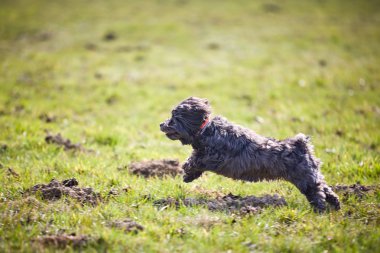 Havanese köpek koşma ve atlama