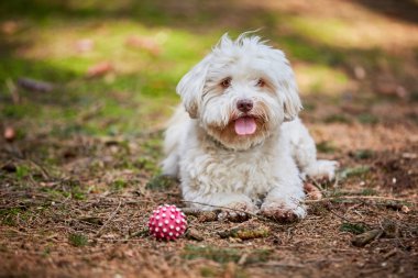 Topu ile ormanda yalan havanese köpek