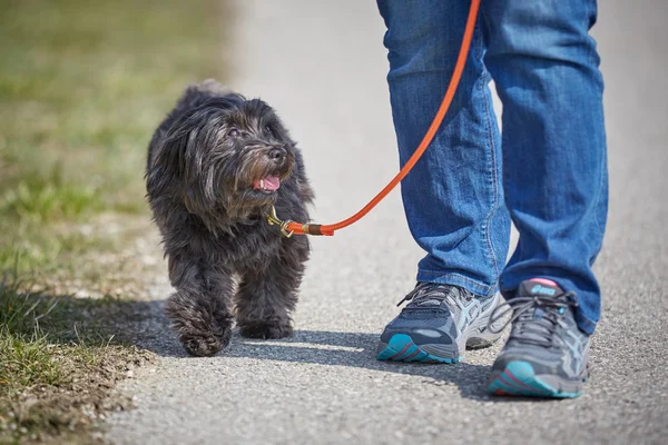 Müşteri adayı üzerinde yürüyen havanese köpek