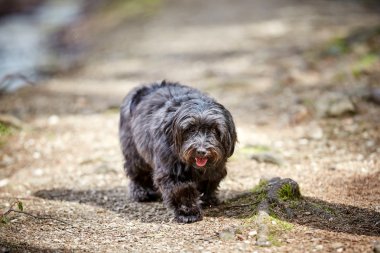 Ormandaki bir yolda yürüyen havanese köpek