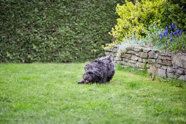Szalony czarny hawańczyk psa szybko biegną w ogrodzie — Zdjęcie stockowe
