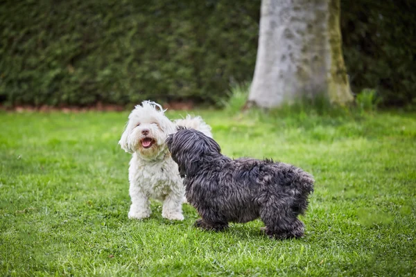 Bahçedeki çimlerin üzerine oynayan iki havanese köpek