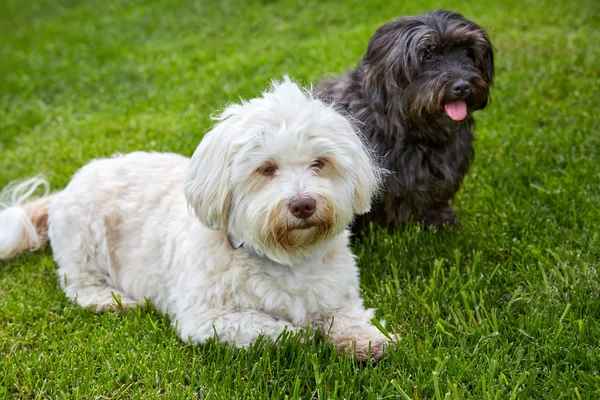 白色和黑色的犬种去年成为狗躺在绿色的草地 — 图库照片