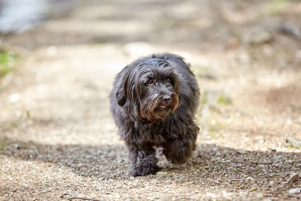 Havanese venčení na cestě v lese — Stock fotografie