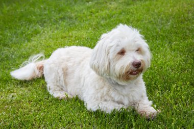 Yeşil çim yalan beyaz havanese köpek