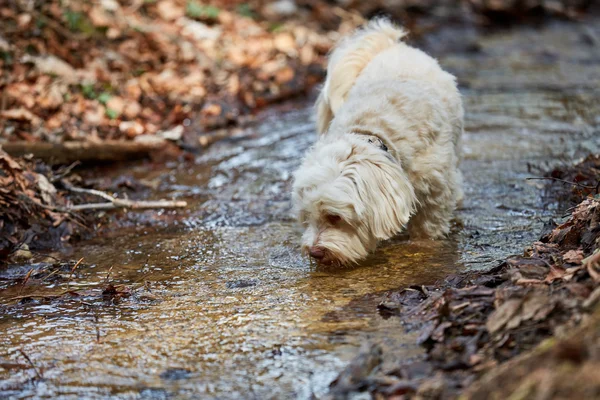 Havanese dog drinking water from a stream — Stock Photo, Image