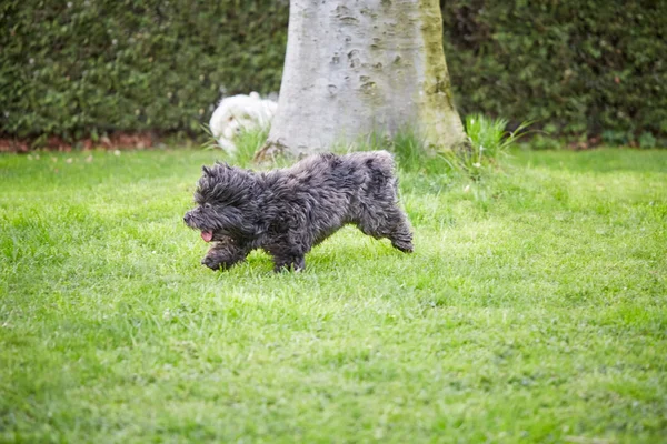 Crazy dog running across the green grass