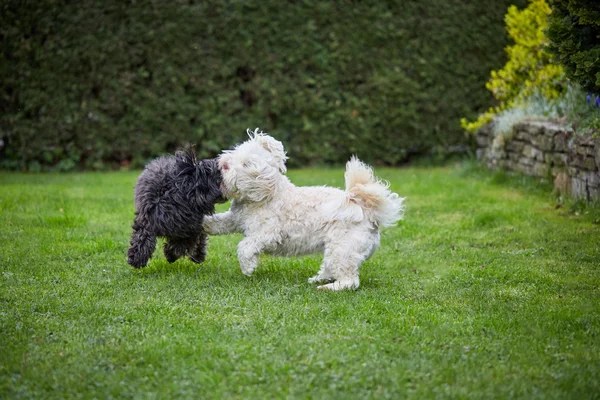 Två havanese hund leker i gräset i trädgården — Stockfoto