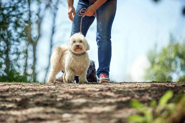 犬种去年成为狗站在沙子在河上 — 图库照片