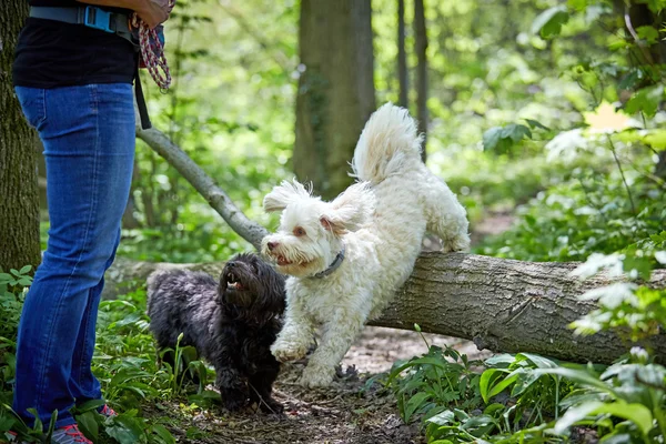 Havanezer hond springen over een boomstam — Stockfoto