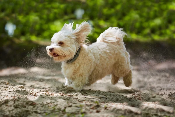 Bir kum çalıştıran havanese köpek