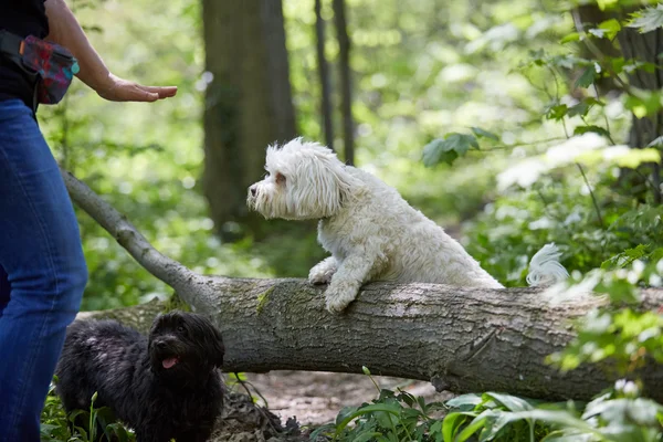 Havanese cão saltando sobre um tronco — Fotografia de Stock