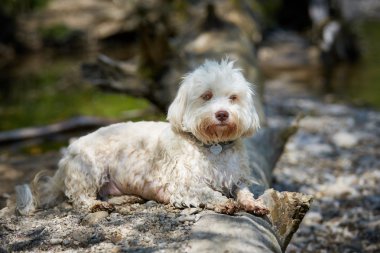 Nehirde bir gövde, yalan havanese köpek