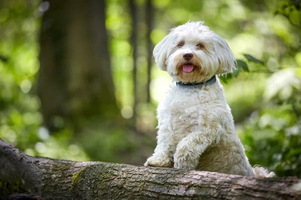 Branco havanese cão posando em um tronco de árvore — Fotografia de Stock