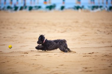 Plajda oynayan siyah havanese köpek