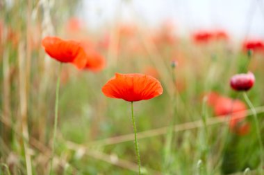 Haşhaş alanında yaz İtalya