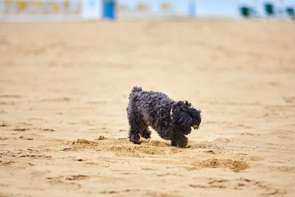Black havanese dog playing on the beach — Stock Photo, Image