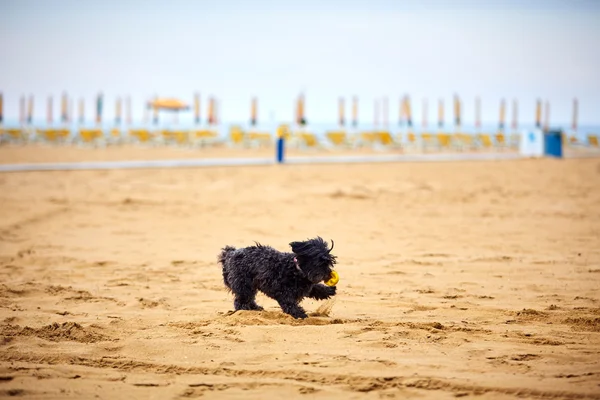 Чёрная гаванская собака играет на пляже — стоковое фото