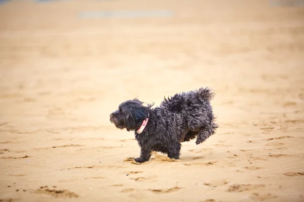 ビーチで遊んで黒 havanese 犬 — ストック写真