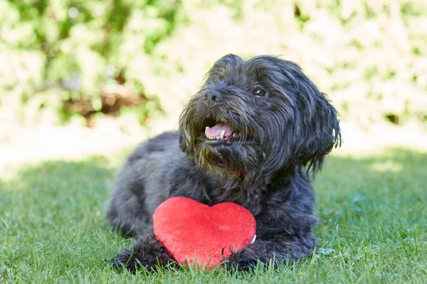 Siyah havanese köpek Sevgililer günü için kırmızı kalp