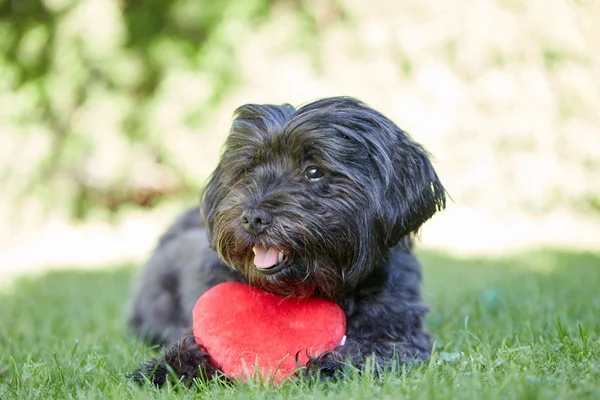 발렌타인 데이 대 한 붉은 마음으로 블랙 havanese 개 — 스톡 사진