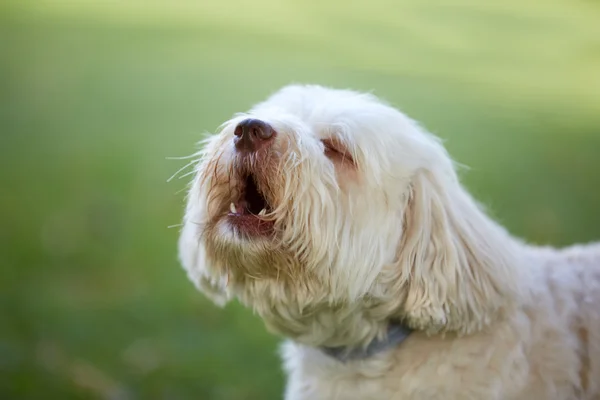 Beyaz havanese köpek havlıyor ve bahçede inleyen