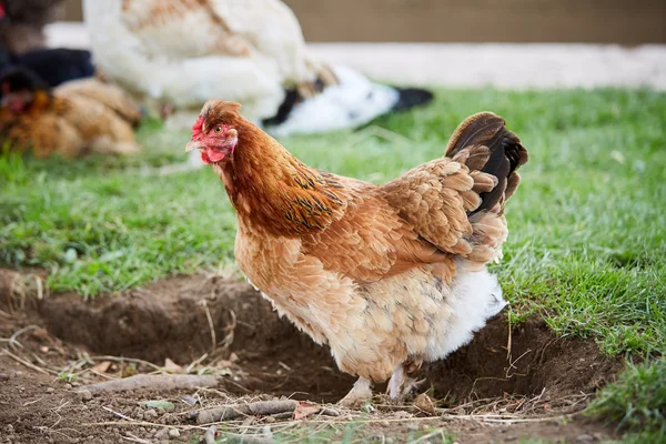 Tavuk çiftliği ayakta bahçedeki üzerinde