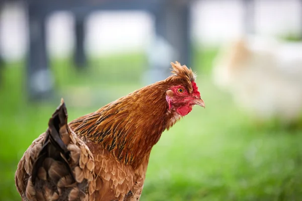 Yeşil çimenlerin üzerinde kahverengi tavuk