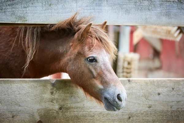 Horse looking through a fence Royalty Free Stock Photos