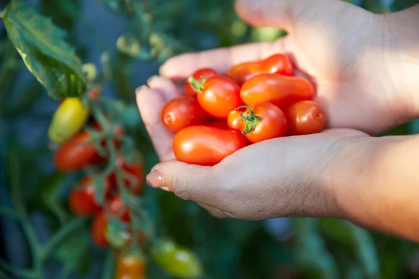 Domates domates bitki önünde tutan bir kadın eli — Stok fotoğraf