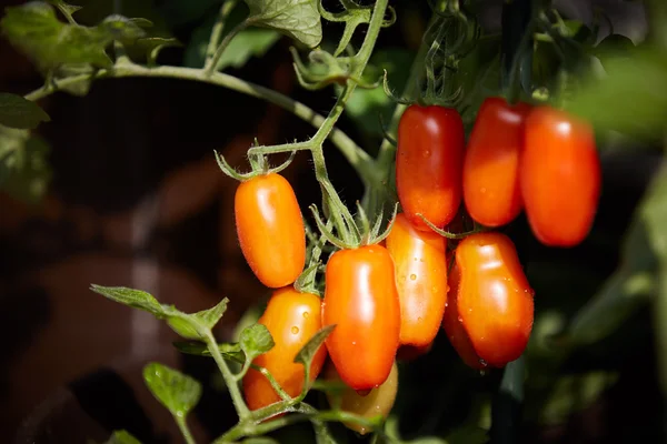 Kendi yetiştirilen domates domates bitki bahçesinde üzerinde — Stok fotoğraf