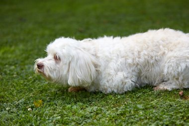 Yeşil çim bahçesinde oturan beyaz havanese köpek