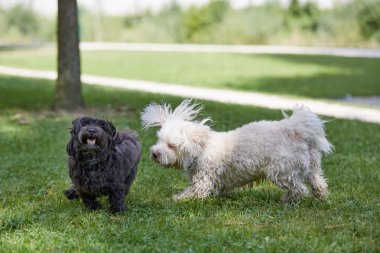Parkta oynayan iki havanese köpek