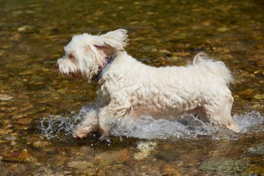 Akan nehir su beyaz havanese köpek