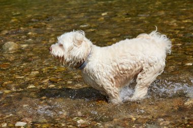 Akan nehir su beyaz havanese köpek