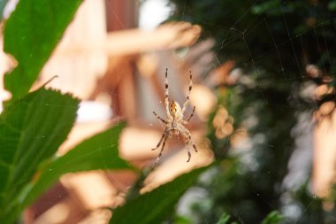 Onun web içinde oturan ve böcekler için bekleyen örümcek