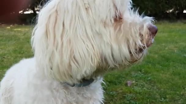 Havanezer hond kauwen op een been — Stockvideo