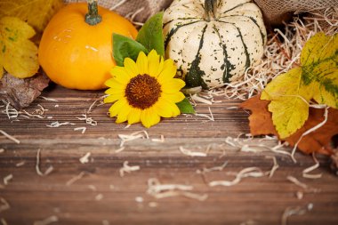 Kabak ve ayçiçeği Şükran günü arka plan
