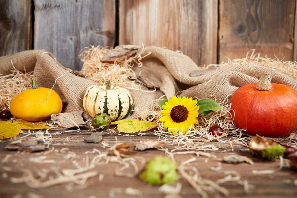 Herfst Stilleven met pompoen en zonnebloem — Stockfoto