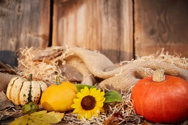 Pompoen- en zonnebloempitten herfst stilleven — Stockfoto