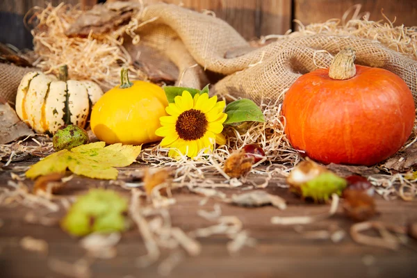 Pompoen- en zonnebloempitten herfst stilleven — Stockfoto