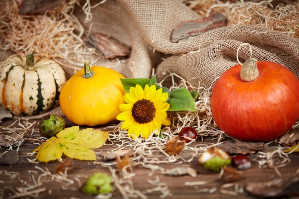 Thanksgiving Stilleven met pompoen en zonnebloem — Stockfoto