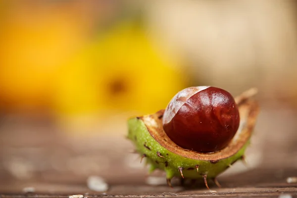 Macro of a chestnut on a wooden table — Stock Photo, Image