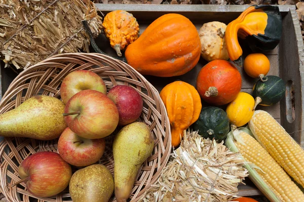 Herfst vruchten — Stockfoto