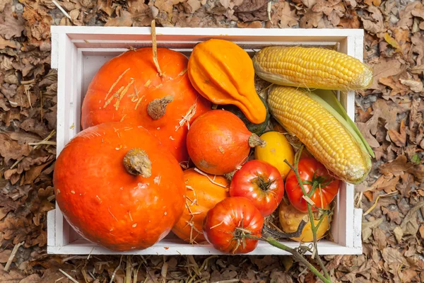 Herfst vruchten — Stockfoto